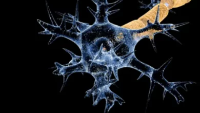 Guillain-Barré Syndrome Maharashtra